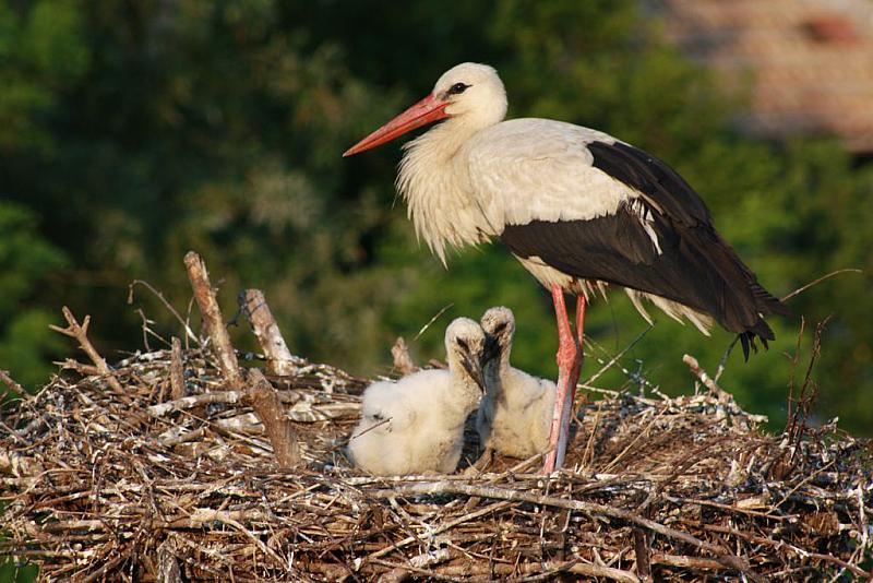 Николаево 1