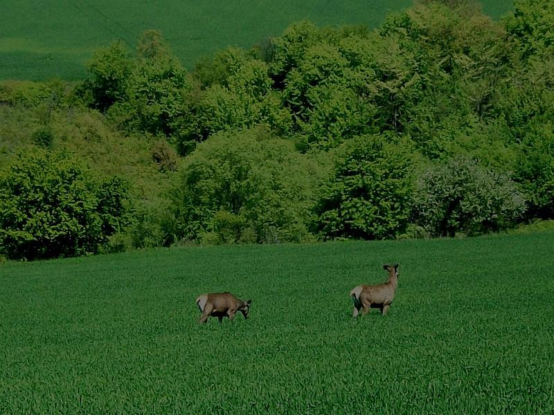Николаево 2